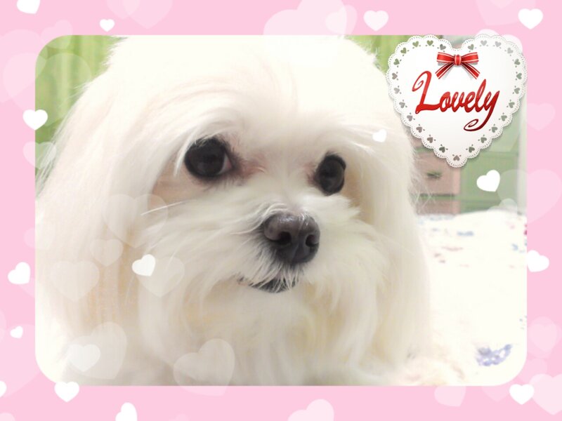 White Dog with Long Fur — Pink
