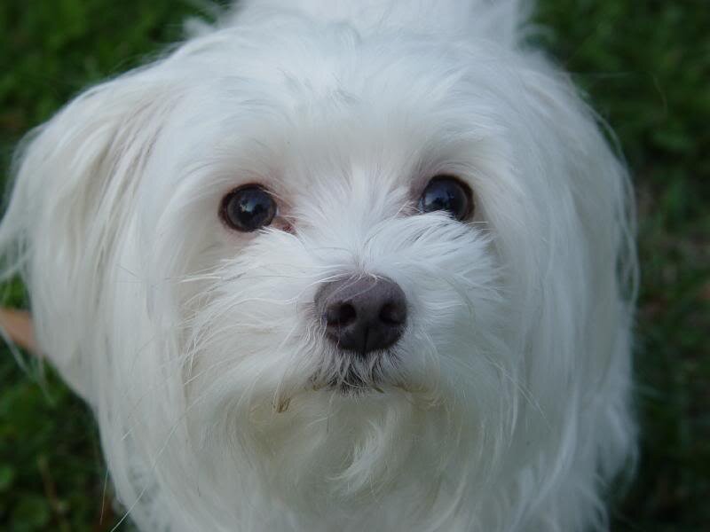 White Dog with Long Fur