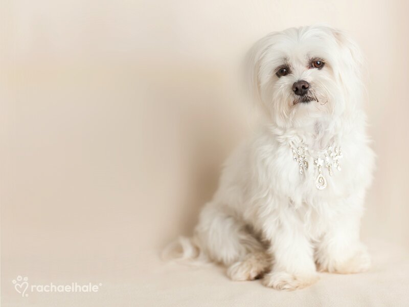 White Dog with Necklace