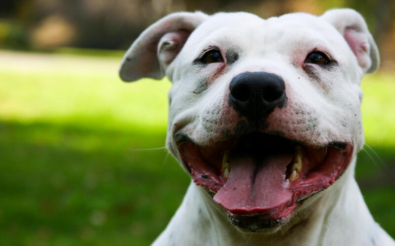 White Dog with Open Mouth — Happy