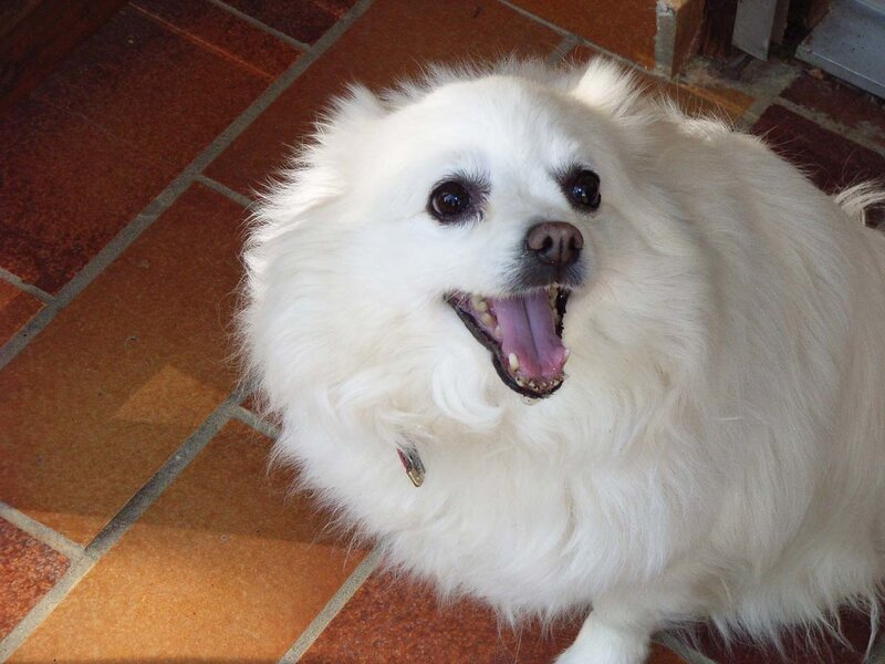 white dog with open mouth
