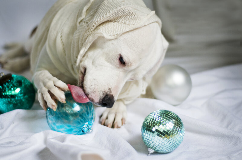 White Dog with Ornaments
