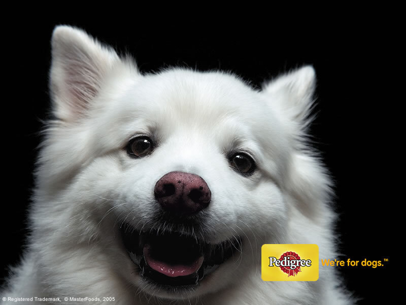 white dog with Pedigree logo