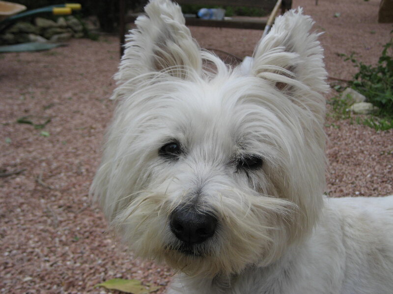 White Dog with Perked Ears