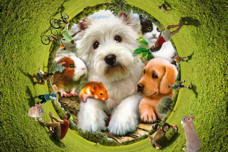 White Dog with Pets