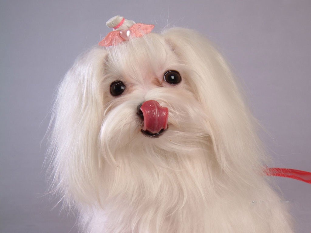 White dog with pink bow