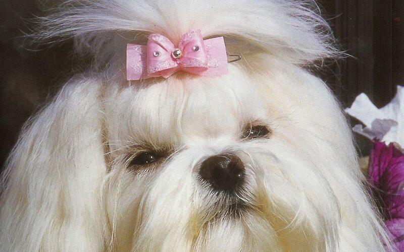 White Dog with Pink Bow — Calm