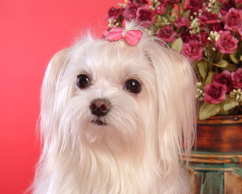 White Dog with Pink Bow — Red
