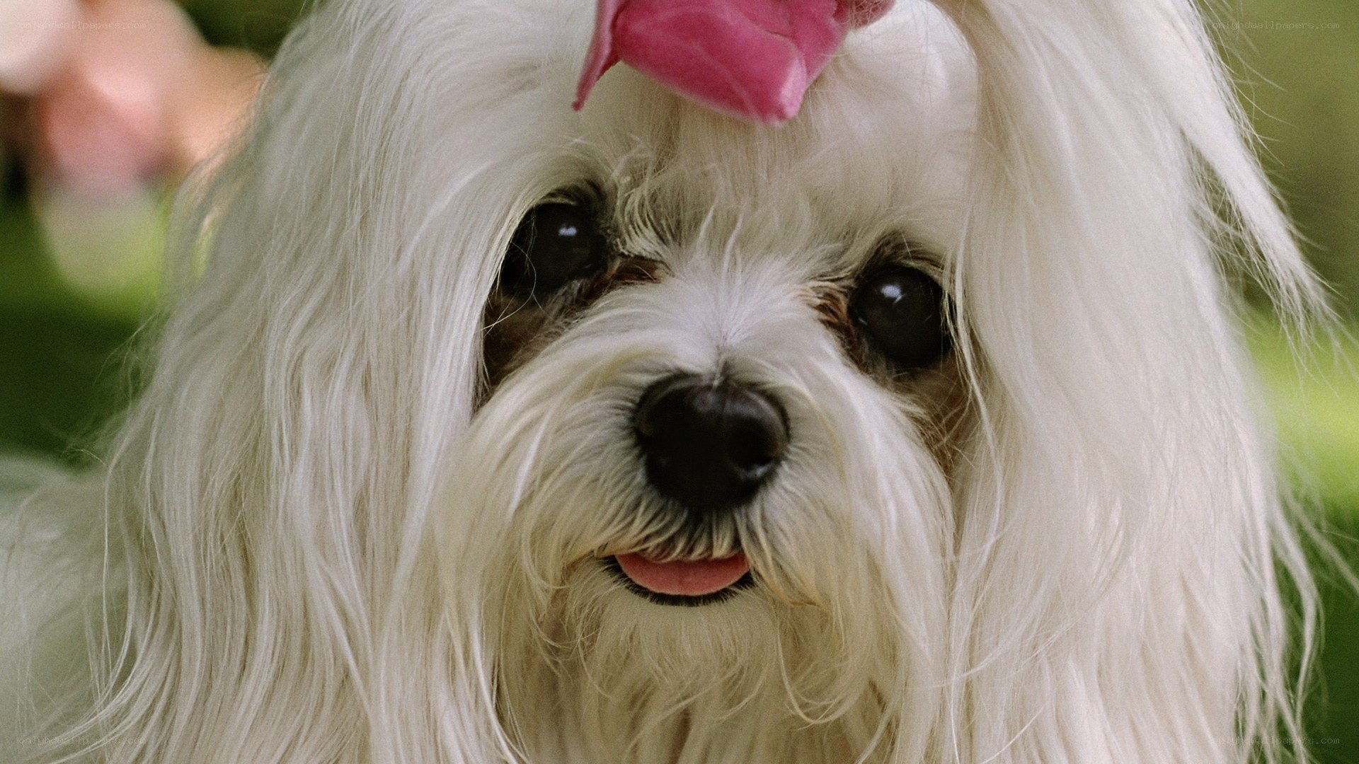 white dog with pink bow