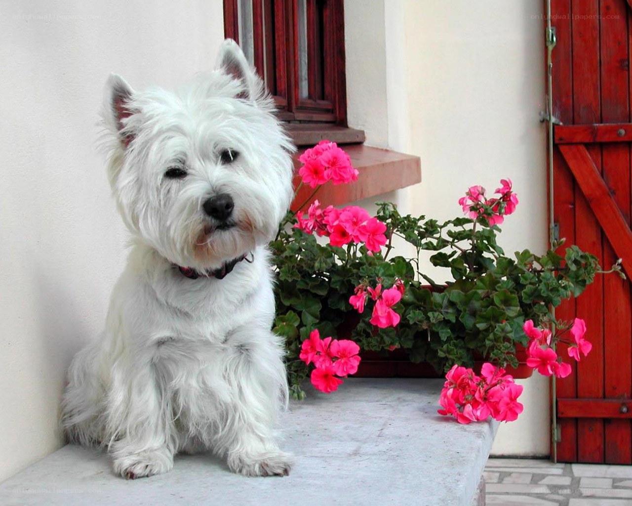 White dog with pink flowers