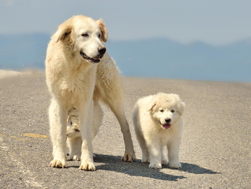 White Dog with Puppy