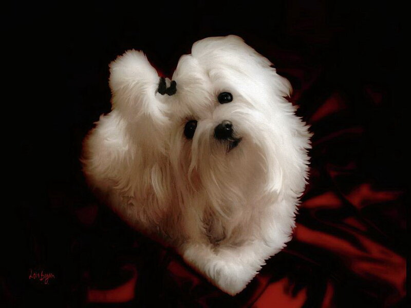 White Dog with Raised Paw