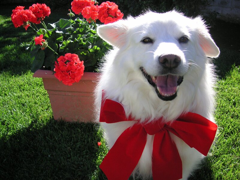 White Dog with Red Bow — Happy