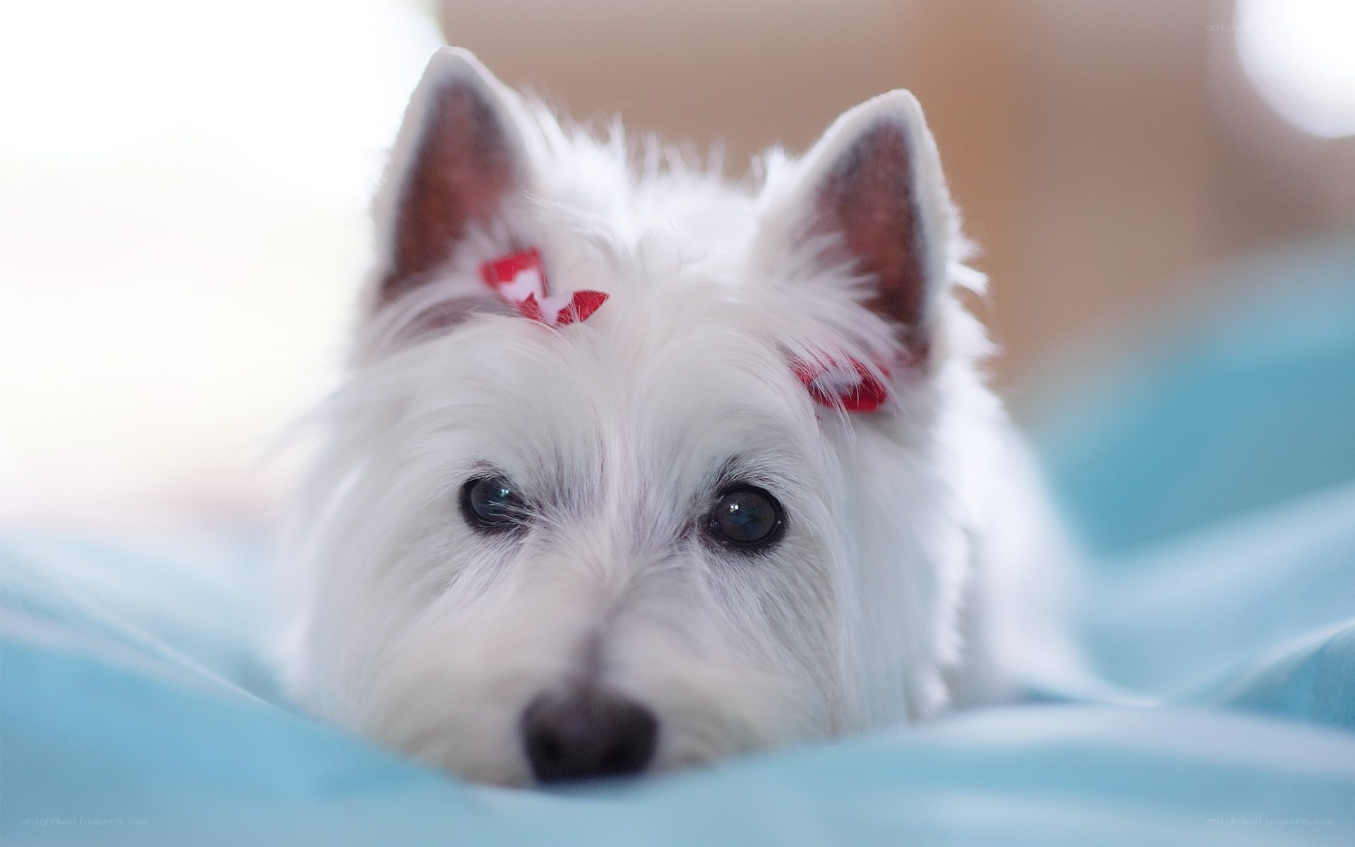 white dog with red bow