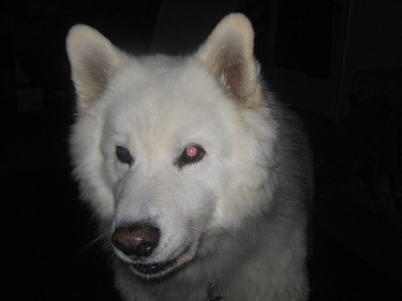 white dog with red eye
