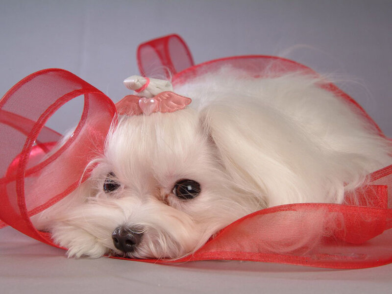 White Dog with Red Ribbon — Calm