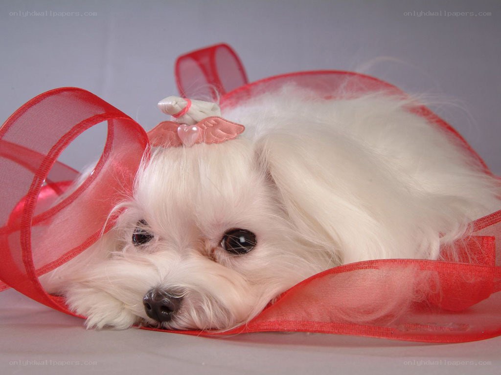 White dog with red ribbon
