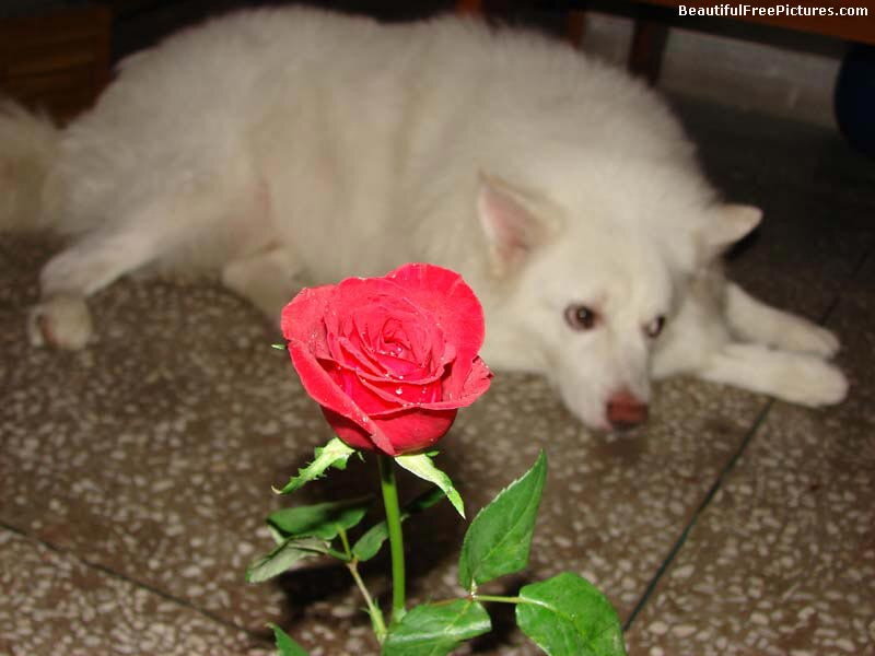 White Dog with Red Rose