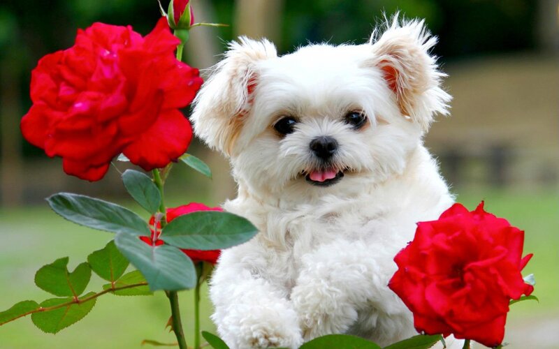 White Dog with Red Roses — Calm