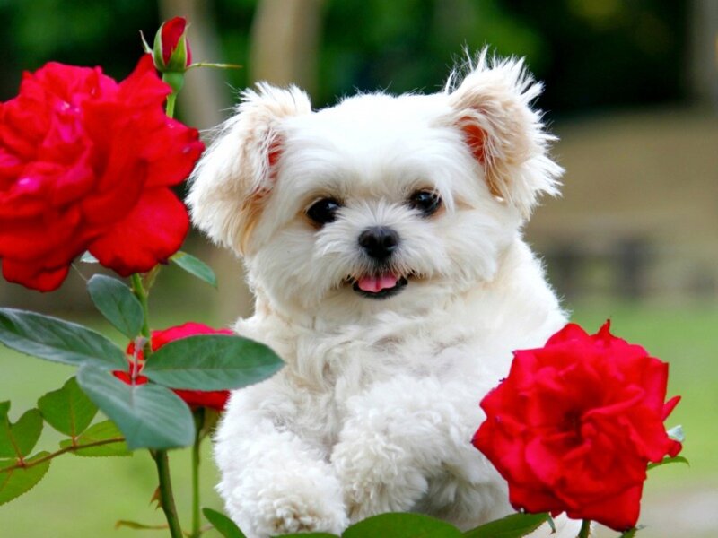 White Dog with Red Roses