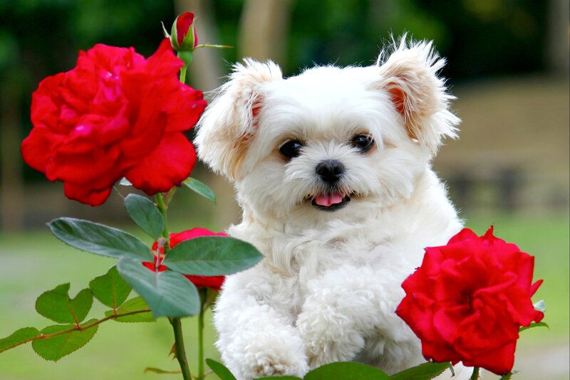 White Dog with Roses