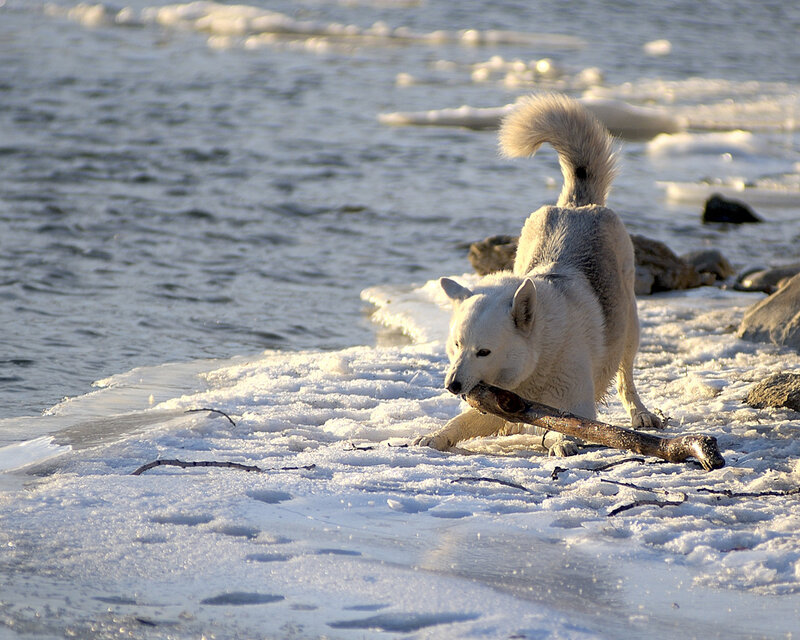 White Dog with Stick — Cold
