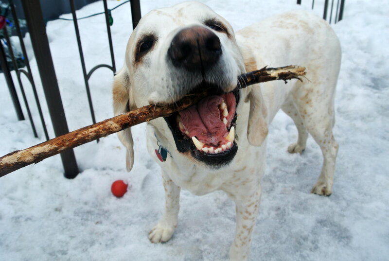 White Dog with Stick — Playful