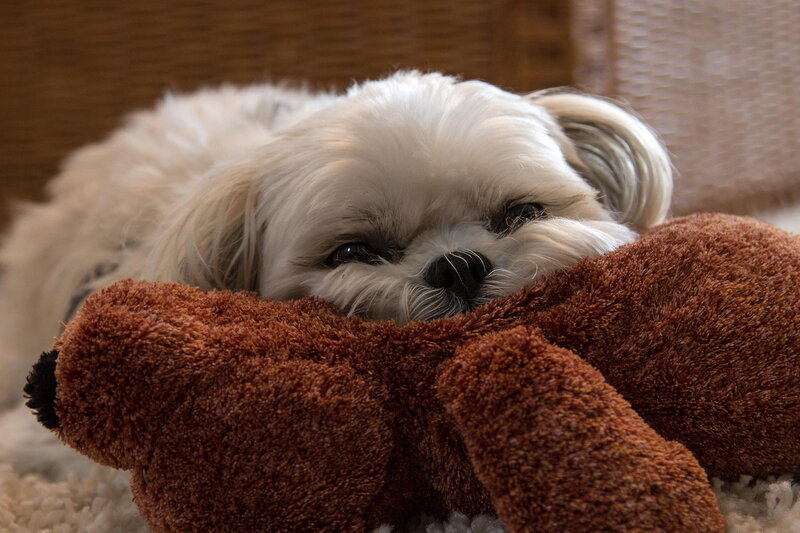 White Dog with Stuffed Bear