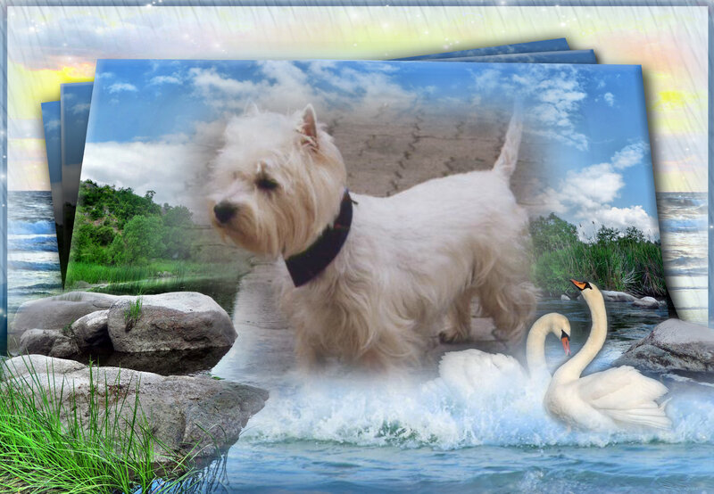 White Dog with Swans