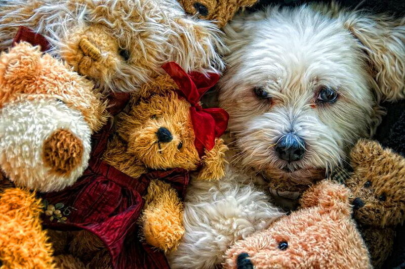 White Dog with Teddy Bears