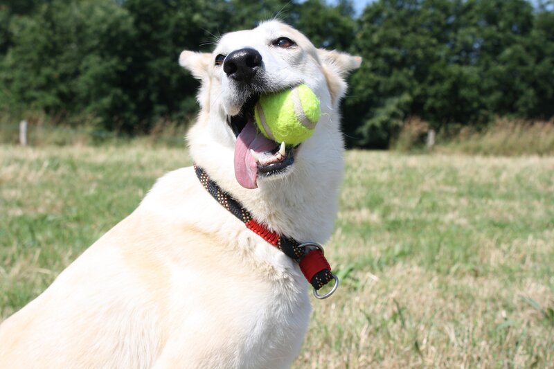 White Dog with Tennis Ball