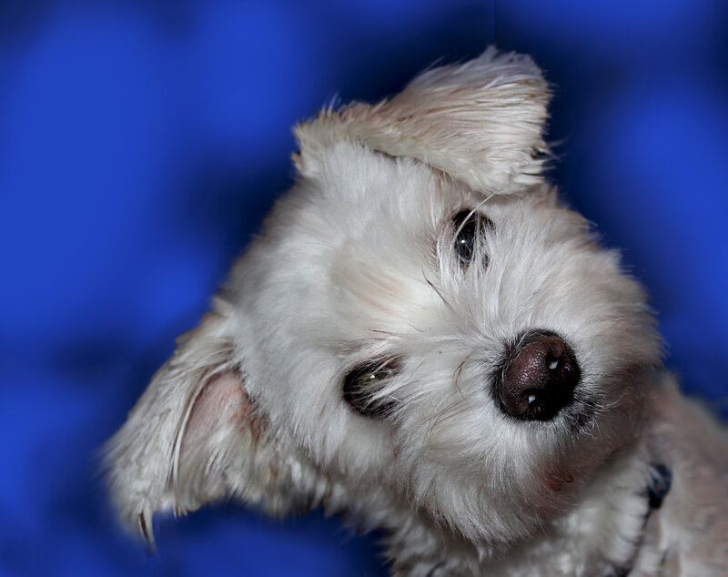White Dog with Tilted Head