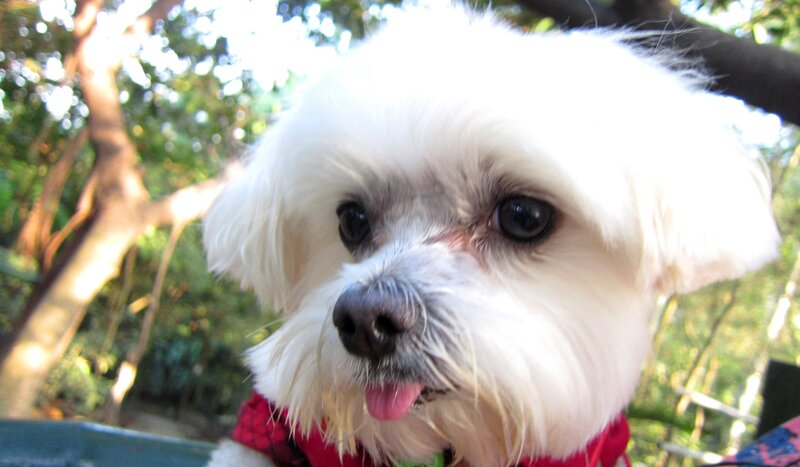 White Dog with Tongue Out — Calm