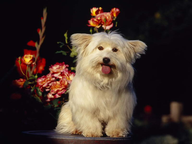 White Dog with Tongue Out