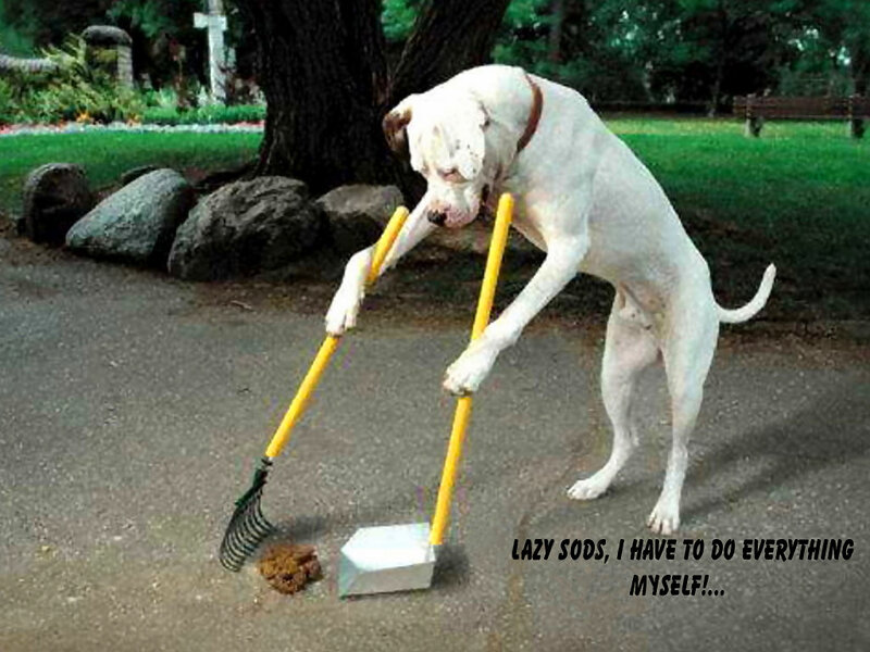 White Dog with Tools — Humorous