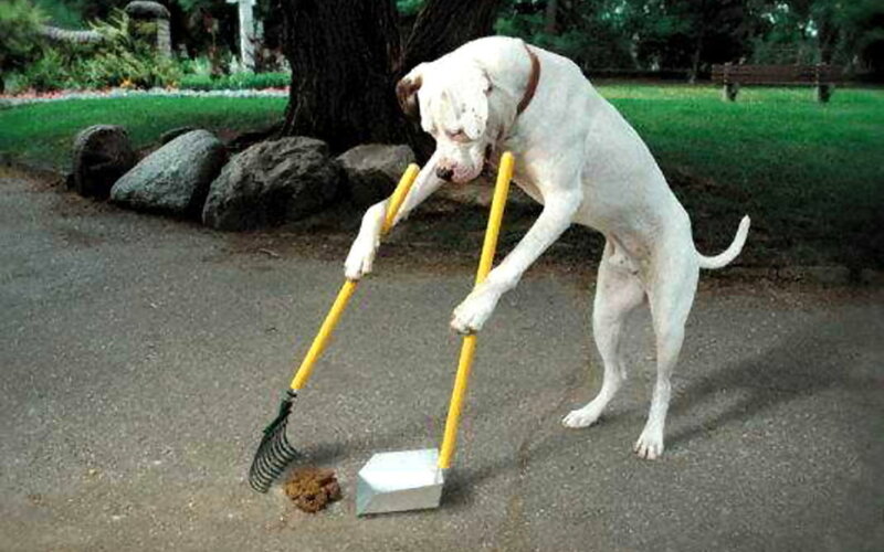 White Dog with Tools