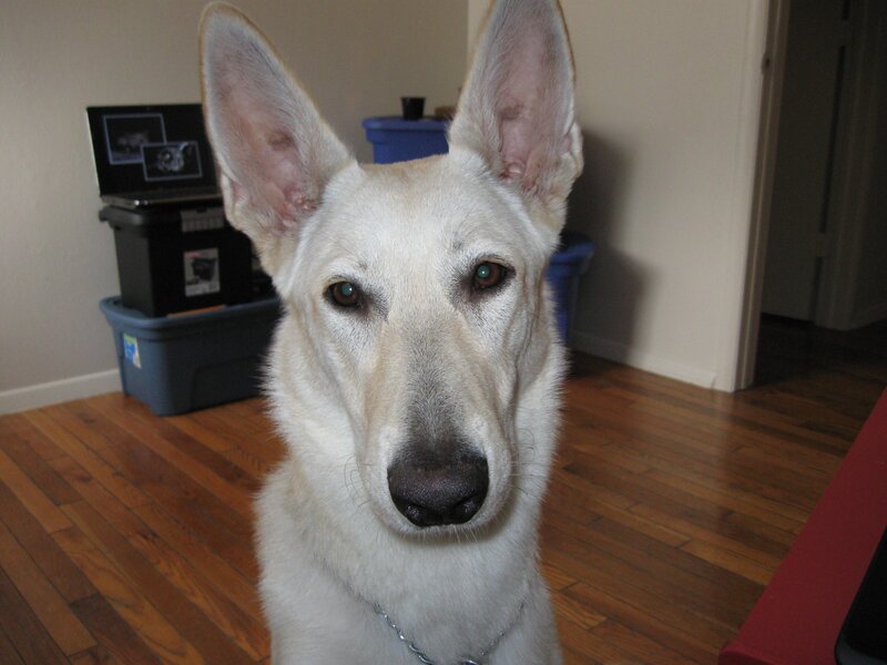 white dog with upright ears