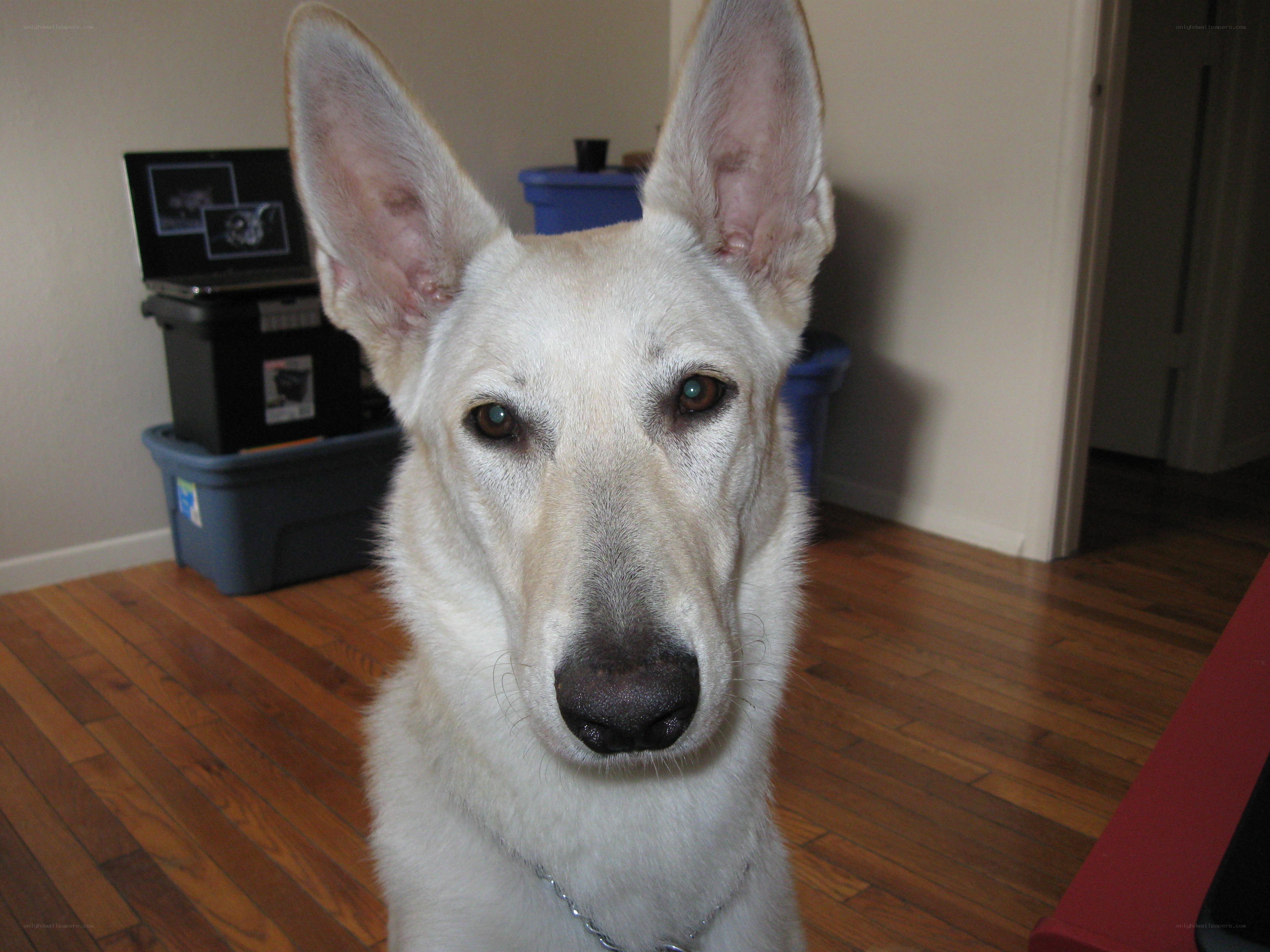 white dog with upright ears