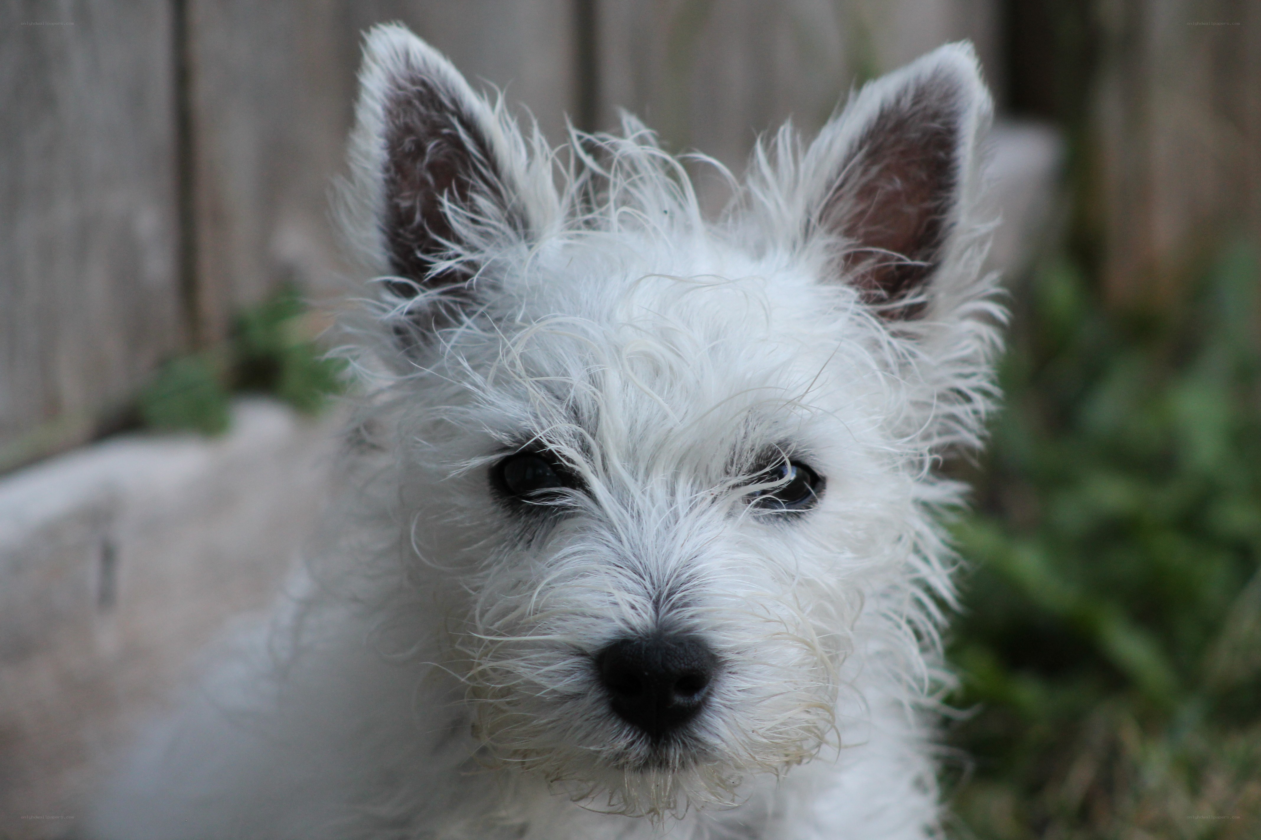 white dog with wet fur