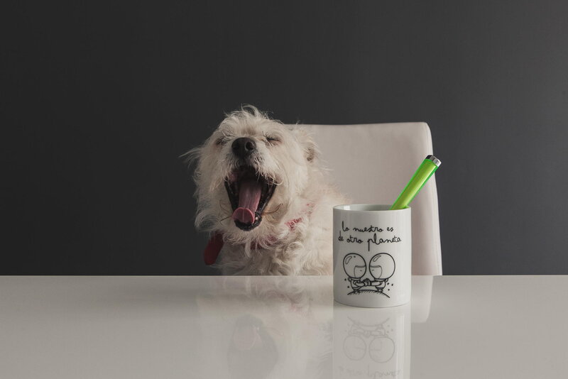 White Dog Yawning — Calm