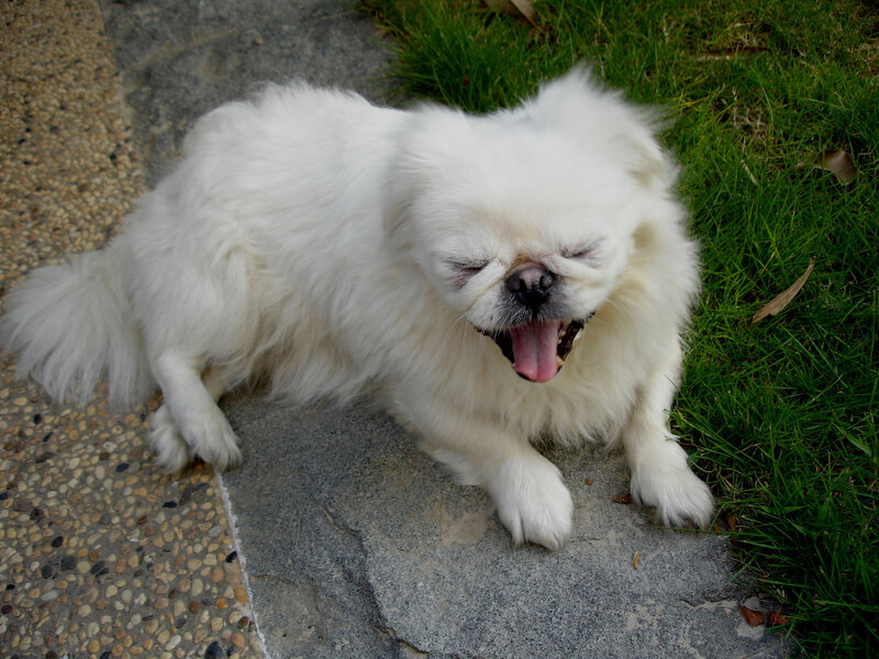 white dog yawning on pavement