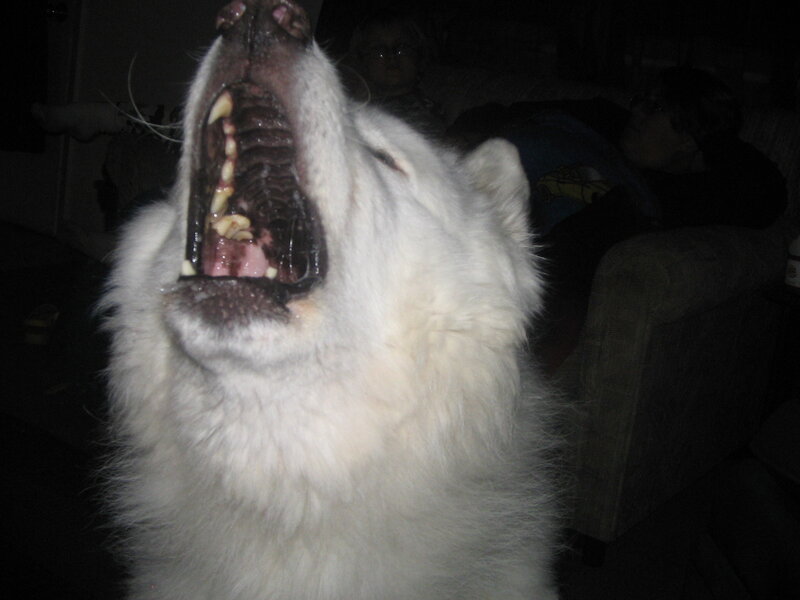 white dog yawning