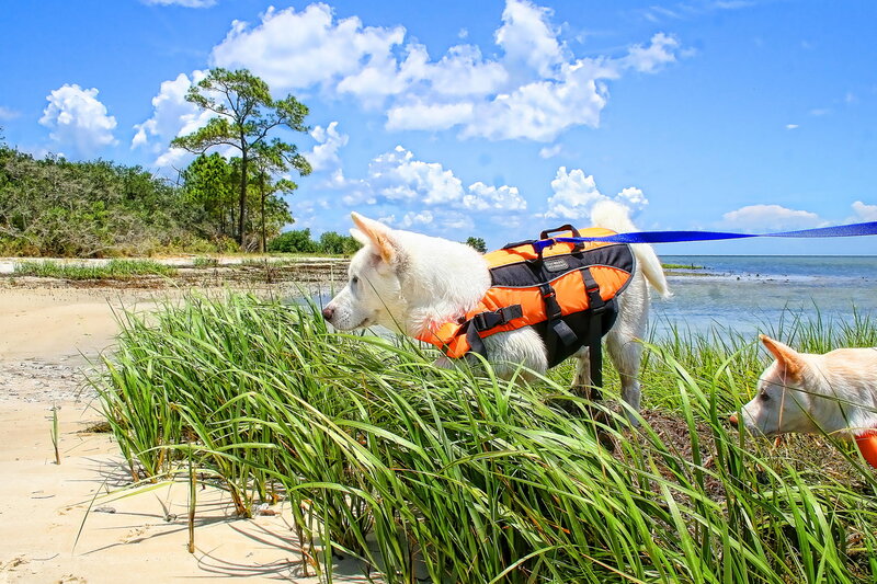 White Dogs on Beach
