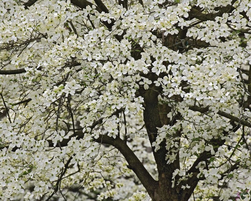 White dogwood blossoms in bloom