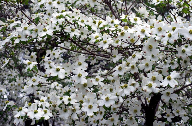 White dogwood blossoms in bloom