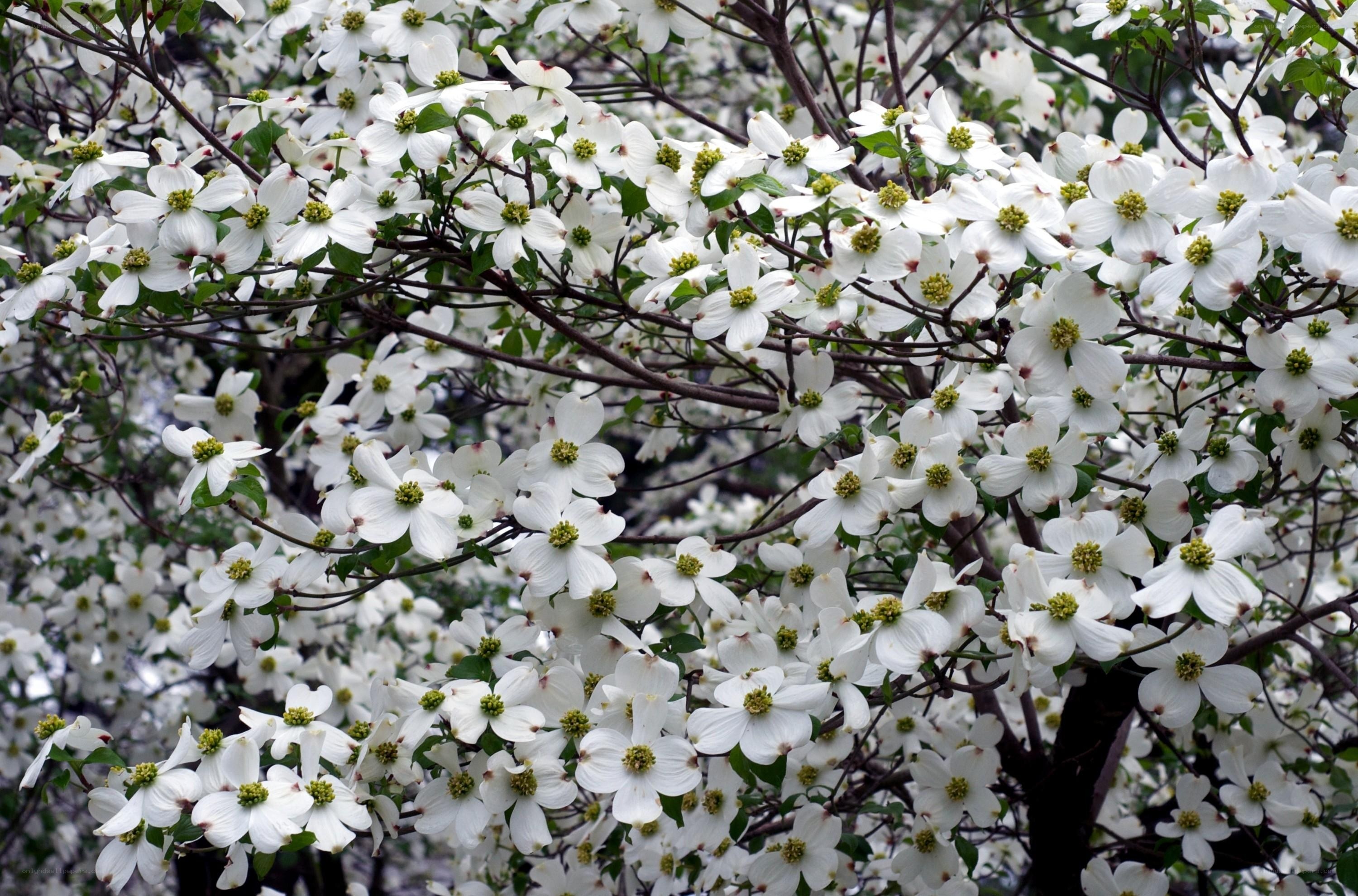 White dogwood blossoms in bloom