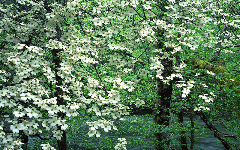 White Dogwood Blossoms — Serene