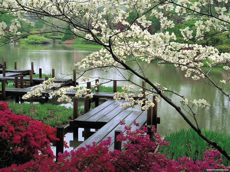 White Dogwood Blossoms