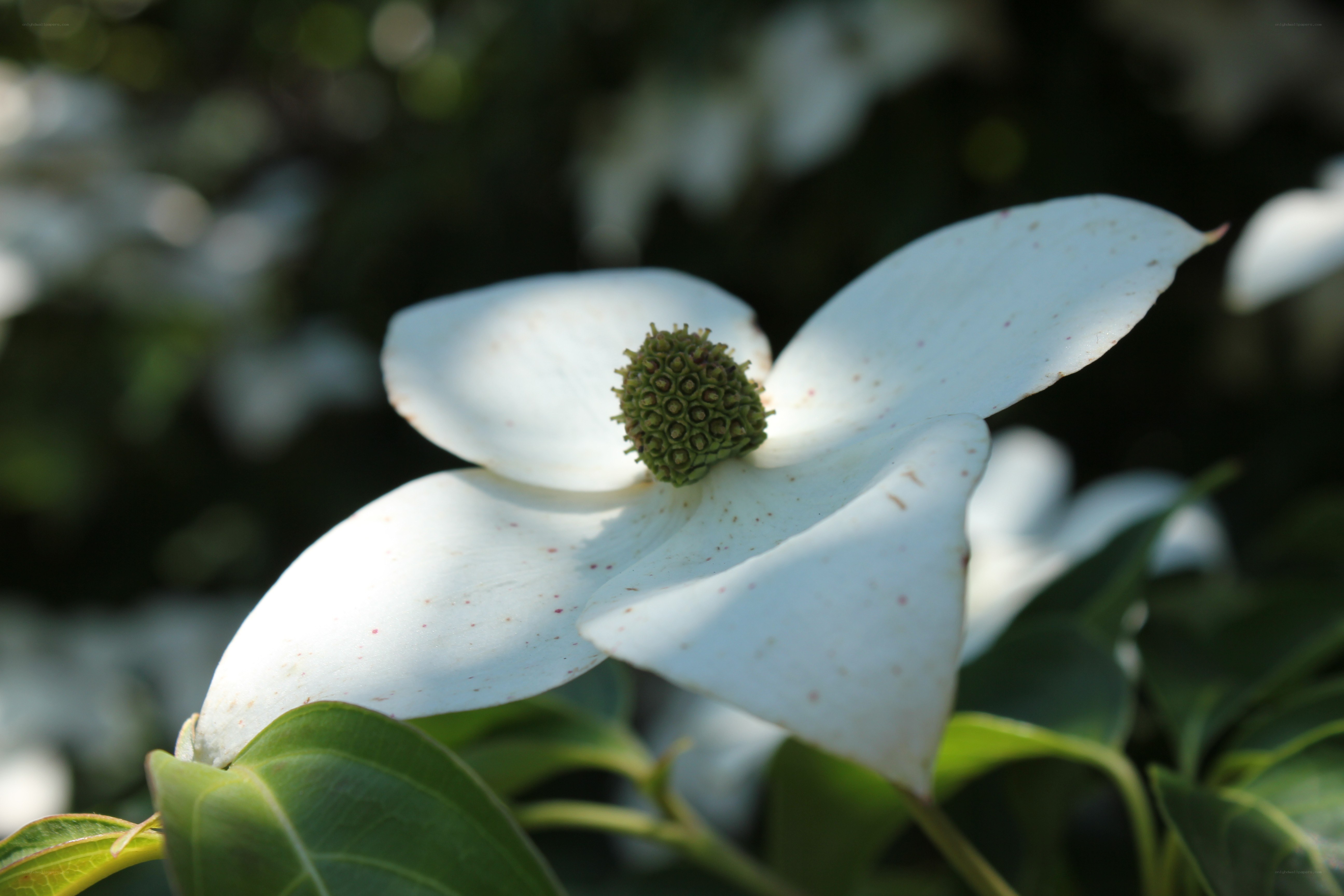 white dogwood flower
