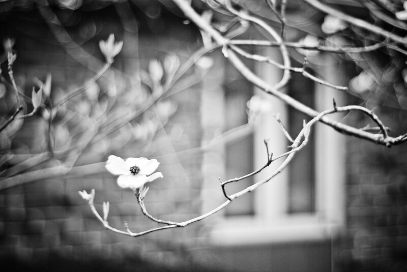 White Dogwood Flower — Black
